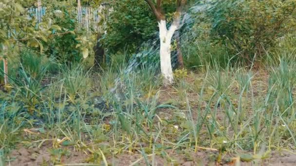 Vrouw water uit een slang een plant in eigen tuin — Stockvideo