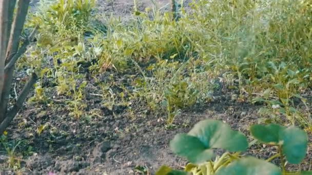 Jet d'eau verse des plantes dans le jardin — Video