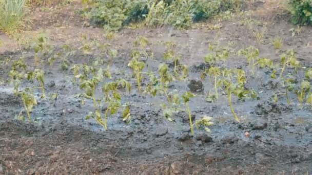 Jet de agua derrama plantas en el jardín — Vídeo de stock