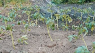 Bitkilerde Bahçe jet su dökülen
