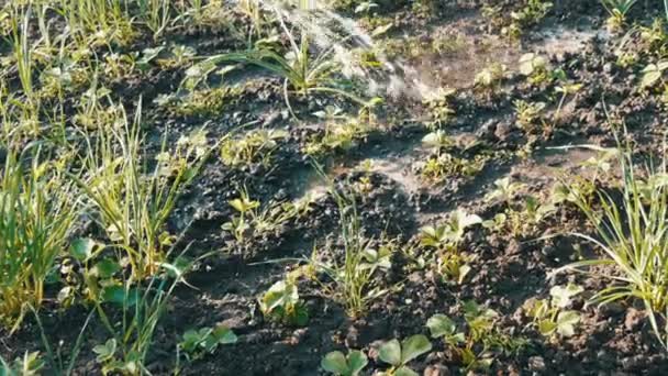 Frau gießt aus einem Schlauch eine Pflanze im eigenen Garten — Stockvideo