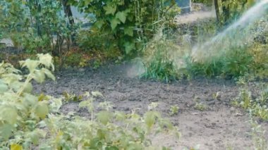 Kadın bir hortum bir bitki kendi bahçe sulama