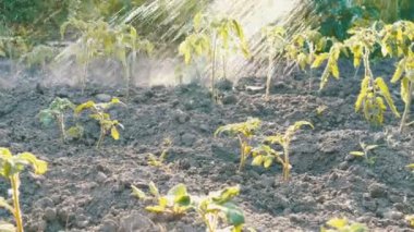 Domates lahanası Bahçe hortumları sulanır. Farklı su damlaları fidan üzerinde düşüş