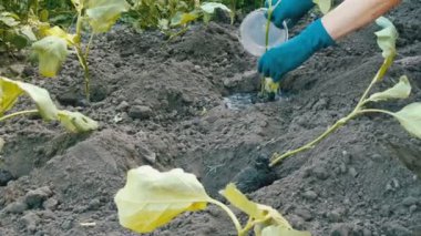 Mavi eldiven eller ile kök ile patlıcan fidan çukurun içine su dökmek