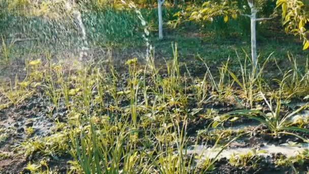 Femme arrosant à partir d'un tuyau une plante dans son propre jardin 