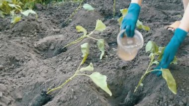 Mavi eldiven eller ile kök ile patlıcan fidan çukurun içine su dökmek