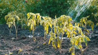 Domates lahanası Bahçe hortumları sulanır. Farklı su damlaları fidan üzerinde düşüş