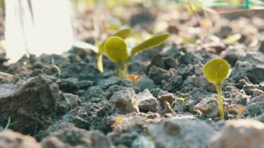 Mikrop sulama ile sulanan toprakta yeni yetişkin bir bitkinin kutular. . Su toprak emilir