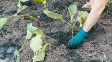 Patlıcan Fidan Dikim mavi eldiven eller