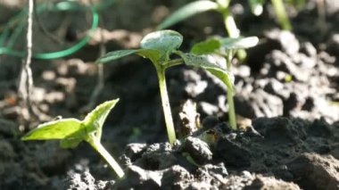 Genç lahanası sadece germinated salatalık tesisleri bir toprakta görünümü kapatmak