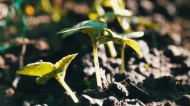 Genç lahanası sadece germinated salatalık tesisleri bir toprakta görünümü kapatmak