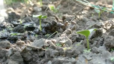 Mikrop sulama ile sulanan toprakta yeni yetişkin bir bitkinin kutular