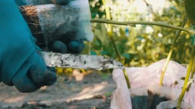 Mavi eldiven eller ile bir kök bitki dikimi için hazır tutuyor