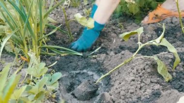 Patlıcan kök ile Fidan Dikim mavi eldiven eller