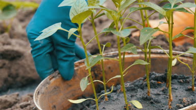 Konteyner ile genç sürgünler tatlı biber zemine nakli için hazır. Eller genç bitkiler göster