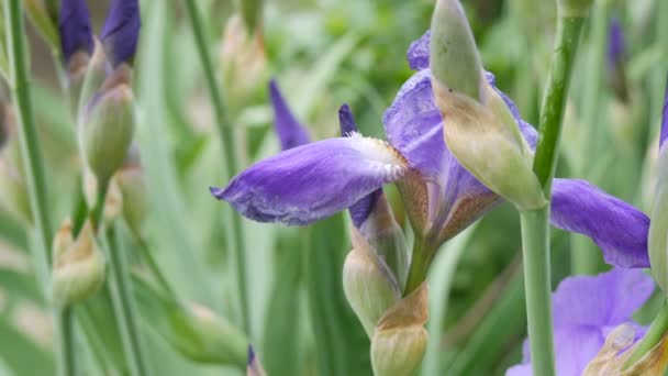 Belles fleurs violettes iris sur le lit de fleurs dans le jardin 
