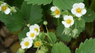İlk küçük beyaz çilek bahçede çiçek. Bush çiçek açan çilek yakın bakış