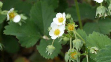 İlk küçük beyaz çilek bahçede çiçek. Bush çiçek açan çilek yakın bakış