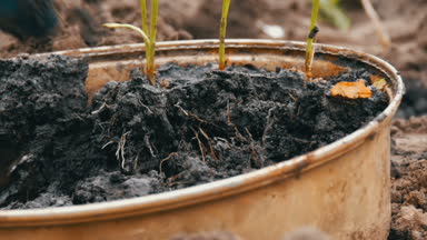 Konteyner ile genç sürgünler tatlı biber zemine nakli için hazır. Eller genç bitki kökleri ile seçin