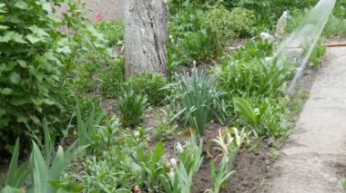 Dize bir hortum su dökülen bahar bahçede çiçek