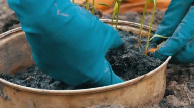 Konteyner ile genç sürgünler tatlı biber zemine nakli için hazır. Eller genç bitki kökleri ile seçin