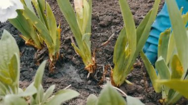 Bahçede çiçek yatakta çiçek dikim kadın