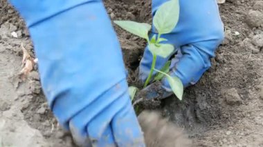 Kadın zemine tatlı Bulgar biber yeşil alay seven