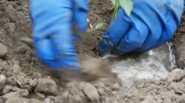 Kadın zemine tatlı Bulgar biber yeşil alay seven