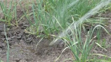 Bahar bahçe sarımsak dize bir hortum su dökülen