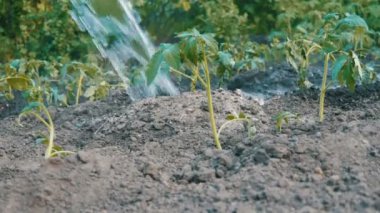 Bitkilerde Bahçe jet su dökülen