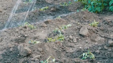 Bitkilerde Bahçe jet su dökülen