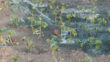 Bitkiler bahçede bir jet su dökülen