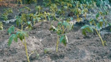Bitkilerde Bahçe jet su dökülen