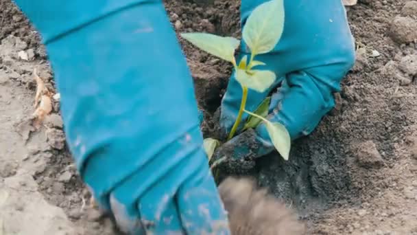 Woman digs into the ground a green procession of sweet Bulgarian pepper — Stock Video