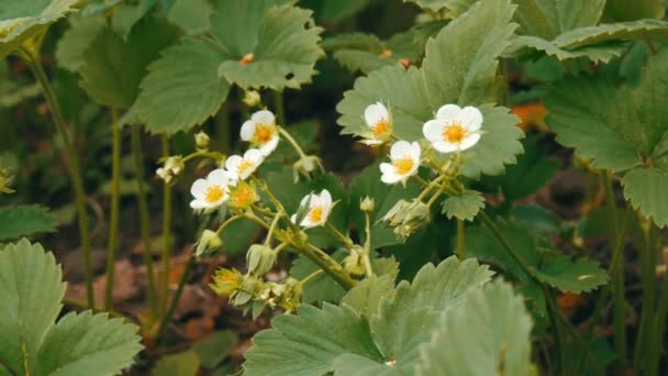 First small white strawberry flowers in the garden. Bush blooming strawberry close up view — Stock Video