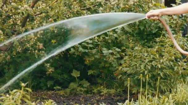 Tekenreeks van water uit een slang giet planten in de lentetuin — Stockvideo