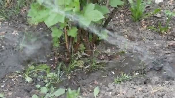 Cadena de agua de una manguera vierte las plantas en el jardín de primavera — Vídeo de stock
