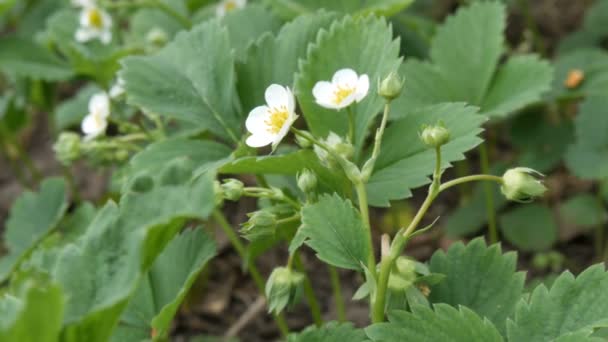 First small white strawberry flowers in the garden. Bush blooming strawberry close up view — Stock Video