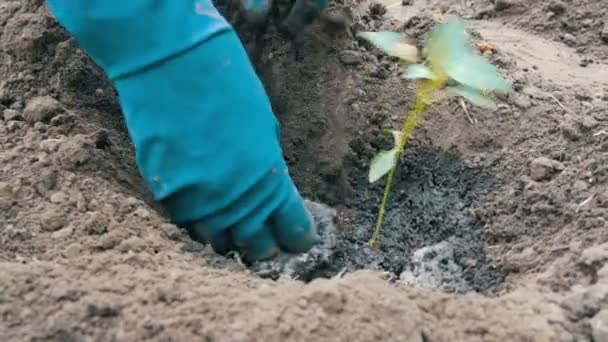 Frau gräbt eine grüne Prozession von süßem bulgarischem Pfeffer in die Erde — Stockvideo