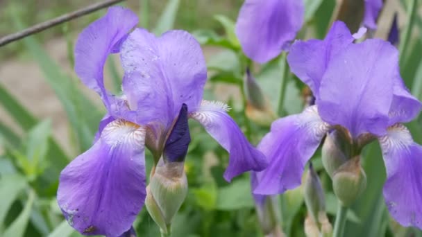 Belles fleurs violettes iris sur le lit de fleurs dans le jardin — Video