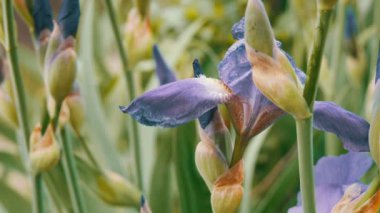 Güzel mor çiçekler Iris bahçede çiçek yatakta