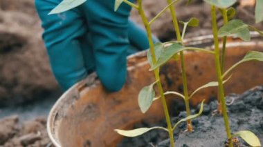 Konteyner ile genç sürgünler tatlı biber zemine nakli için hazır. Eller genç bitkiler göster