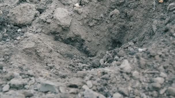 L'eau est versée dans le trou dans le sol prêt pour la plantation 