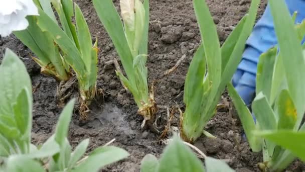 Kvinna plantera blommor i blomma säng i trädgården — Stockvideo