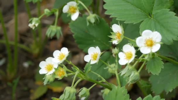 Перший Малі білі полуниця квіти в саду. Буш квітучий полуниця близькі до подання — стокове відео