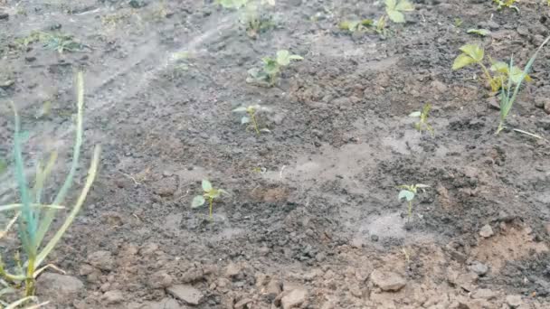 Tekenreeks van water uit een slang giet planten in de lentetuin — Stockvideo