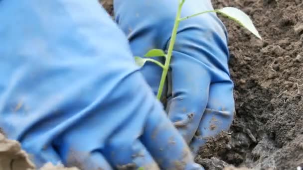 Woman digs into the ground a green procession of sweet Bulgarian pepper close up view — Stock Video