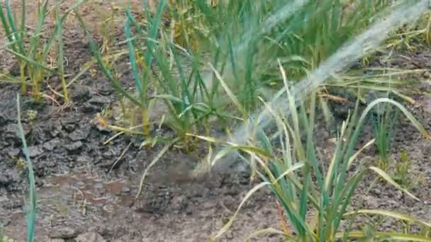 Lo spago d'acqua da un tubo di gomma versa impianti nel giardino di primavera — Video Stock