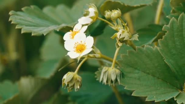 First small white strawberry flowers in the garden. Bush blooming strawberry close up view — Stock Video