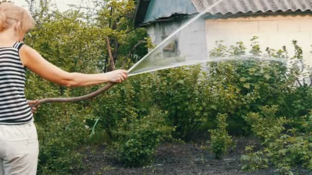 Mujer está regando plantas en su jardín de una manguera — Vídeos de Stock